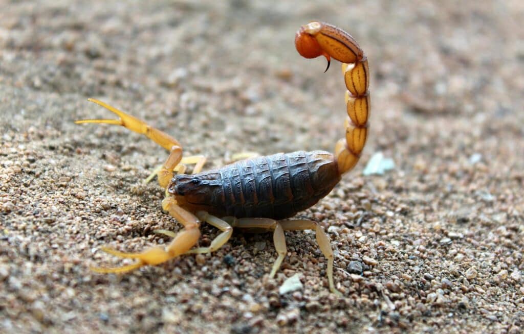 A Close-Up Image Of A Scorpion On Sandy Ground, With Its Tail Arched Over Its Back And Pincers Extended Forward, Captured In A Defensive Posture.
