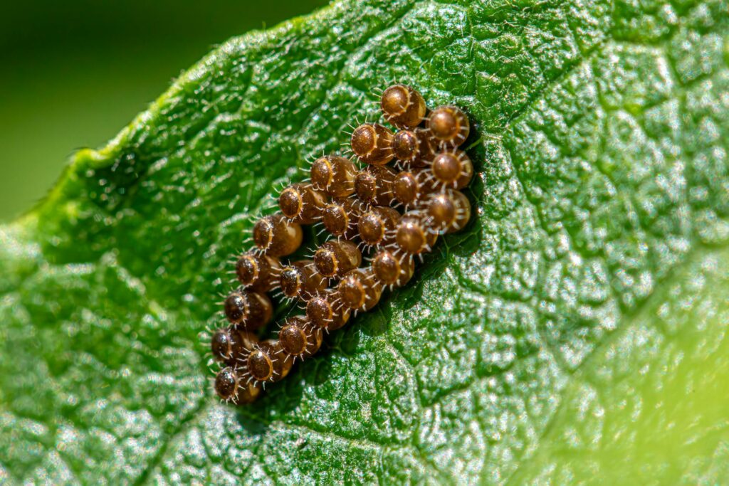 A Close-Up Macro Photograph Showing A Cluster Of Spiny, Brown Insect Eggs On A Textured Green Leaf, With Fine Hair-Like Structures Protruding From Each Egg. The Leaf Surface Is Detailed And Glossy Under Sunlight.