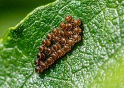 Insect Reproduction And Population Surges Explained