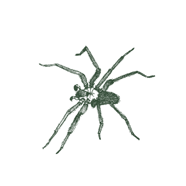 Illustration_of_brown_recluse_spider