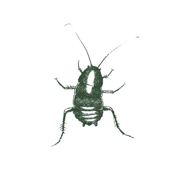 Illustration_of_oriental_cockroach