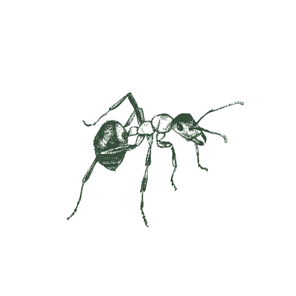 Illustration of a fire ant